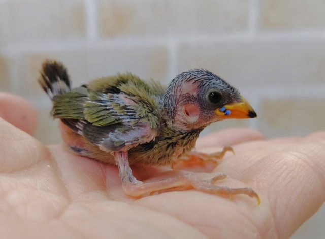 レアなフィンチ　日の丸鳥（ヒノマルチョウ）　2021年04月21日