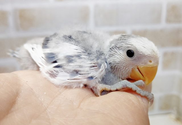 みたことないカラー　小桜インコ☆バイオレット・パイド　2021年04月29日