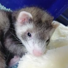 もうたまらん！触れあえる小動物！マーシャルフェレット（シルバーミット）　男の子！　2021年05月04日