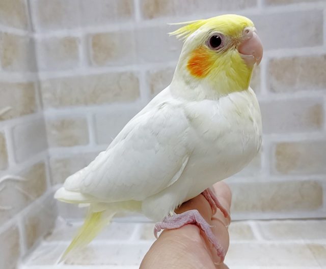 白い子　オカメインコ☆ルチノー　その１　2021年05月04日