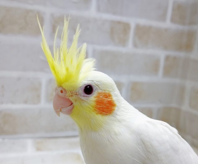 白い子！　オカメインコ☆ルチノー　その２　2021年05月04日