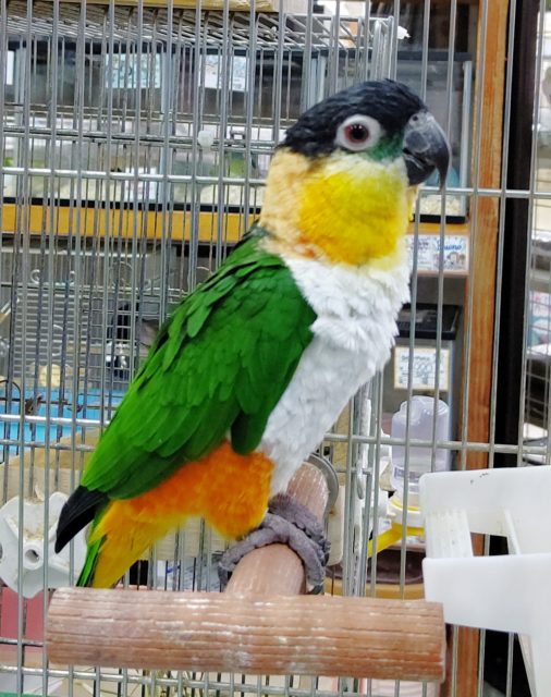 頭が黒い！　ズクロシロハラインコ 男の子♪2021年09月05日