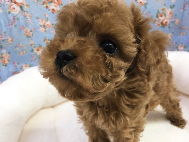 トイプードル（レッド）男の子　２０２１年２月１２日生まれ　入舎！！