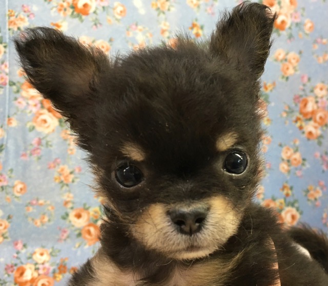 チワワ（ブラック＆タン）男の子　２月２１日生まれ　入舎！！