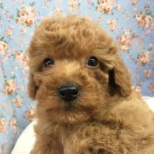 トイプードル（レッド）男の子　２０２１年２月２８日生まれ　入舎！！