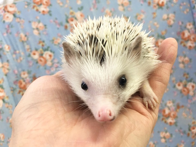 ハリネズミ（パイド）女の子　２０２１年１月生まれ