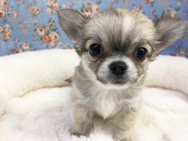 チワワ（フォーン＆ホワイト）男の子　２０２１年３月８日生まれ