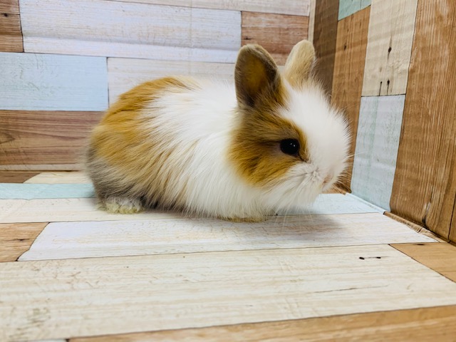 もふもふライオンラビット♪