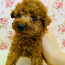 甘えんぼなトイプードルちゃんが入舎しました♡