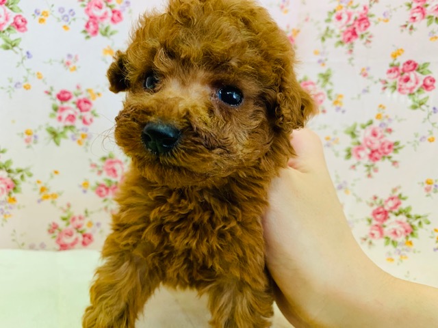 甘えんぼなトイプードルちゃんが入舎しました♡