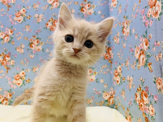 美形で可愛い系♡メロメロ必至のスコティッシュフォールド君☆