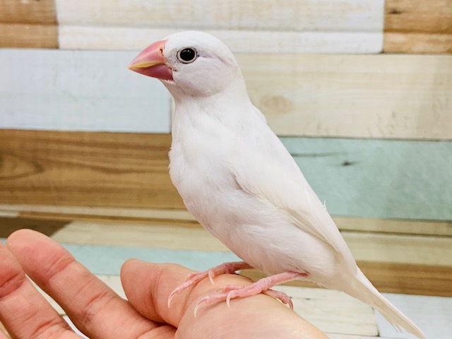 慣れています♪白文鳥さん☆