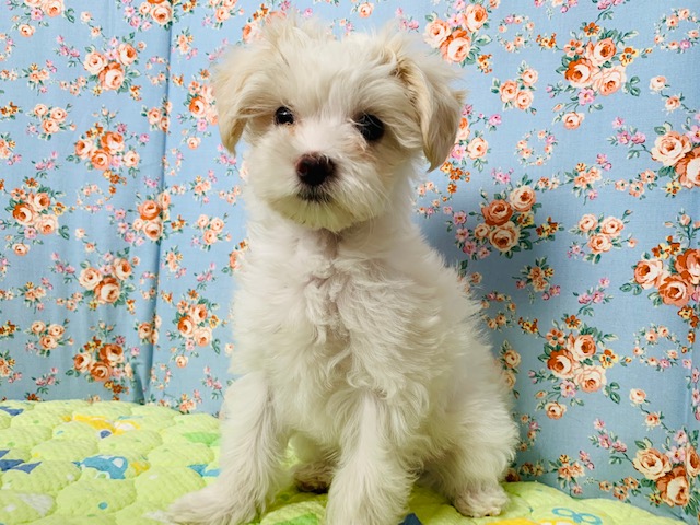 人大好き♪ミックス犬(マルチーズ×プードル)くん☆