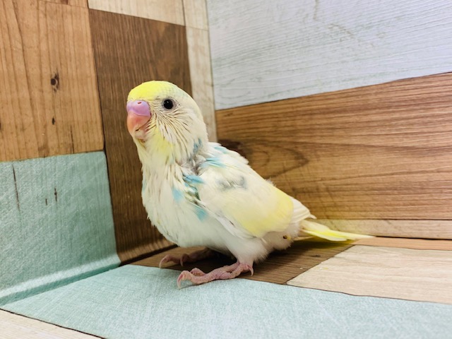 ごはん催促たくさんします！セキセイインコ(パステルレインボーパイド)☆
