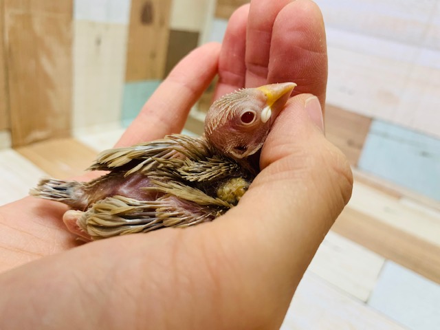 人気カラー！ヒナヒナのシナモン文鳥さん☆