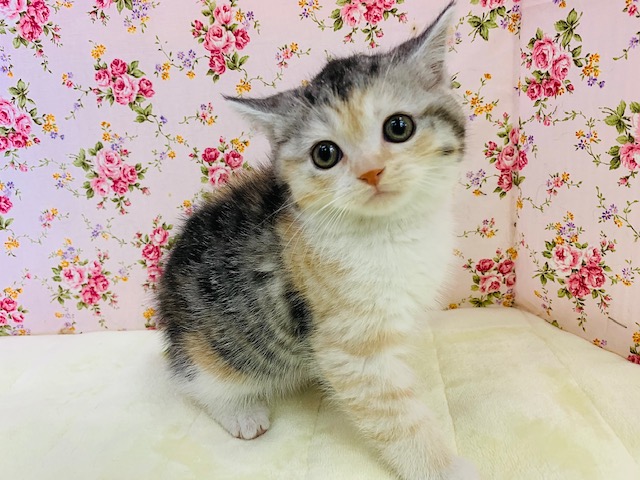 美人さん♪スコティッシュフォールドちゃん♡