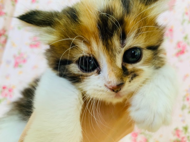 立ち耳の美人系スコティッシュフォールドちゃん♡