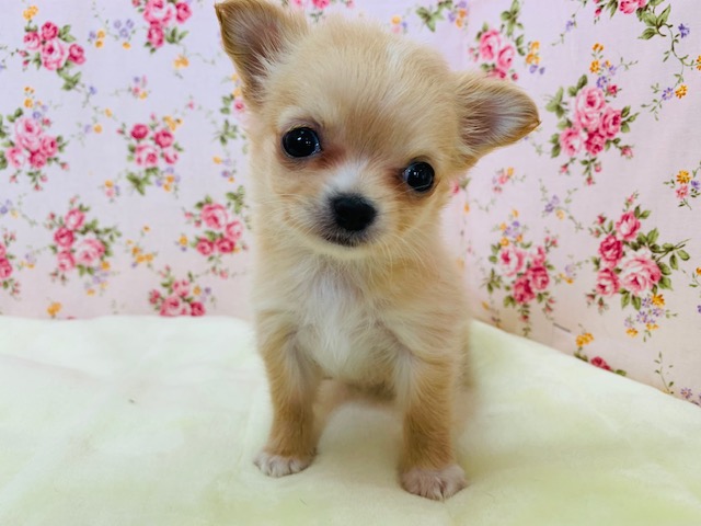 パワフルやんちゃっこ♡ロングコートチワワちゃん♪