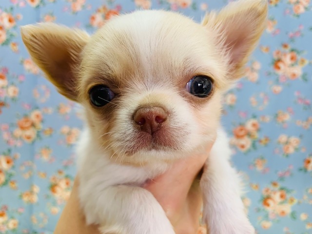 まったり系♪ロングコートチワワくん☆