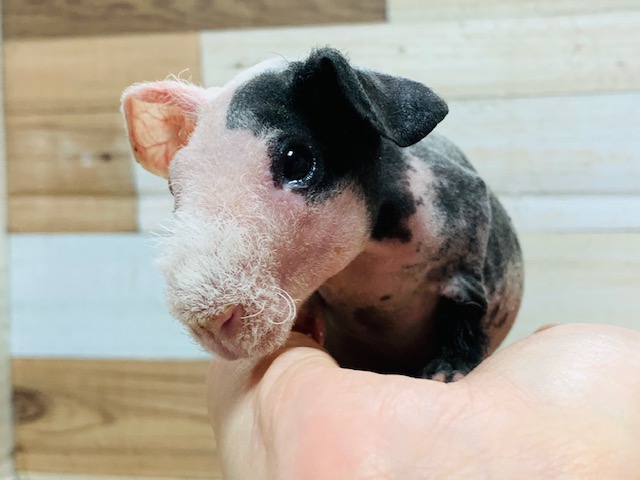 プイプイ鳴き声が可愛らしい♡スキニーギニアピッグちゃん♪