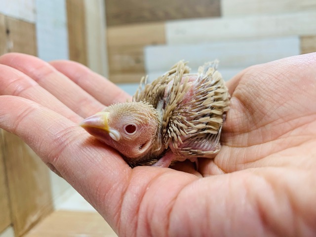 人気カラー☆シナモン文鳥さん入舎です!!