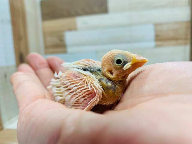 真っ白い羽根が人気☆白文鳥さん♪