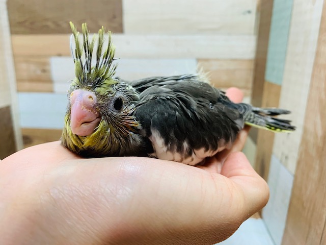 久々入舎♪ノーマルのオカメインコさん♪