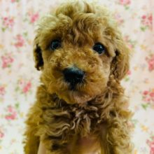 とっても甘えんぼ♡トイプードルちゃん!!