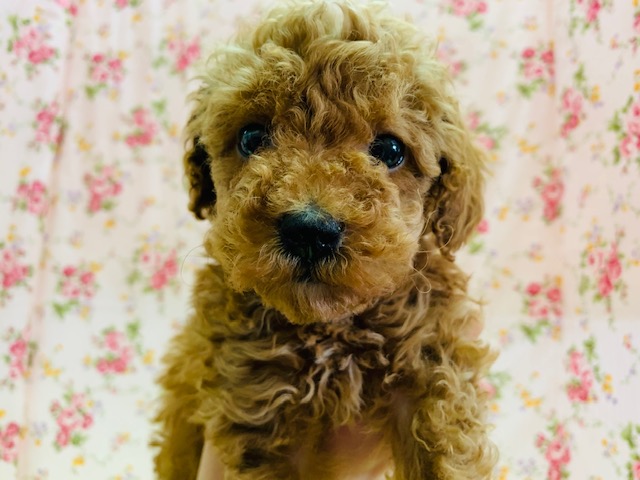 とっても甘えんぼ♡トイプードルちゃん!!