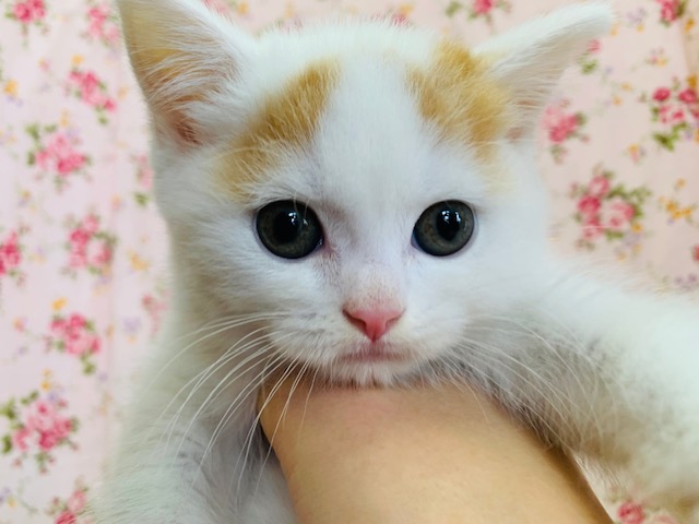 まんまるなおめめにお顔♪スコティッシュフォールドちゃん♡