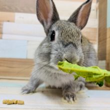 もぐもぐタイムが可愛い♡ネザーランドドワーフ(チェスナット)ちゃん!!