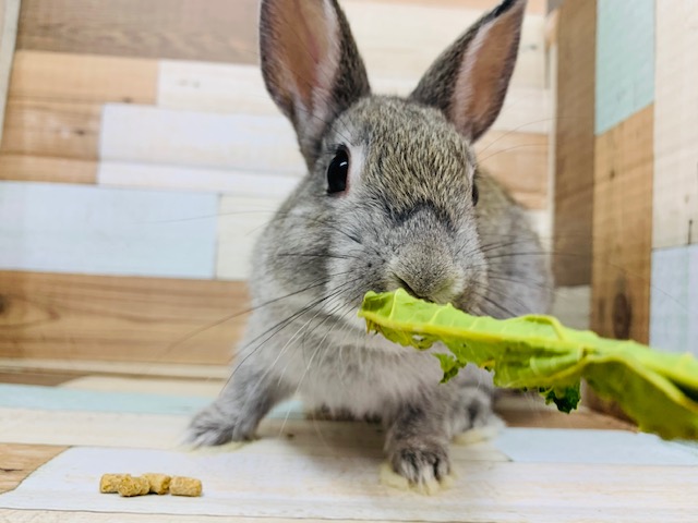 もぐもぐタイムが可愛い♡ネザーランドドワーフ(チェスナット)ちゃん!!