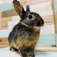 かっこよくなりました♪ネザーランドドワーフ(ブラックオター)くん♪