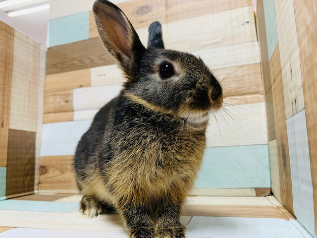 かっこよくなりました♪ネザーランドドワーフ(ブラックオター)くん♪