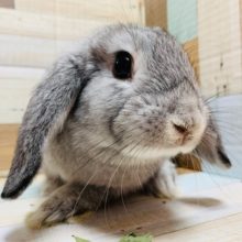 少し大人びました♪ロップイヤーちゃん♡