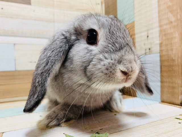 少し大人びました♪ロップイヤーちゃん♡