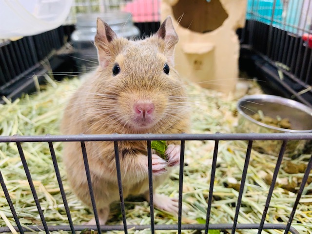 動画あります♪デグー(チョコレート)くん☆