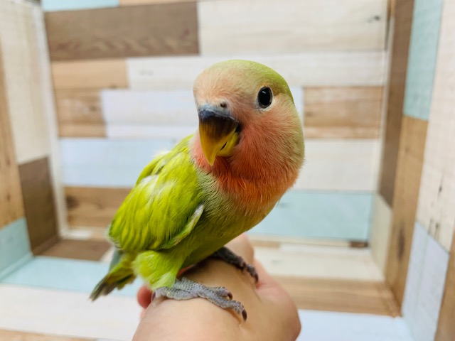 日々成長中☆コザクラインコ シナモンさん♪