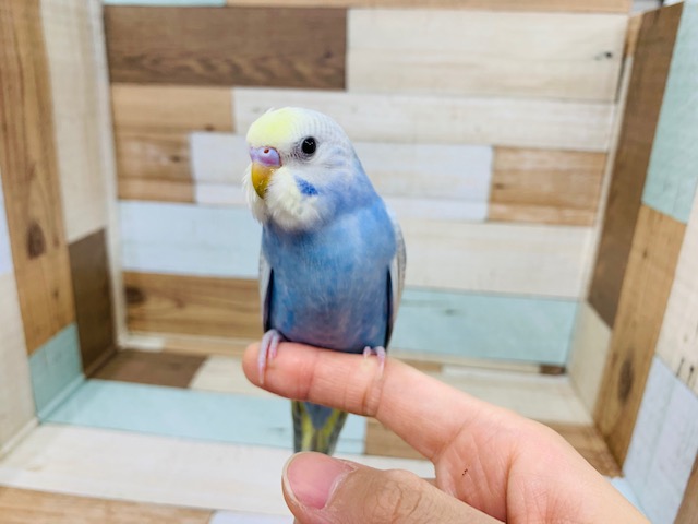 羽根が生えそろいました♪パステルレインボーのセキセイインコ☆