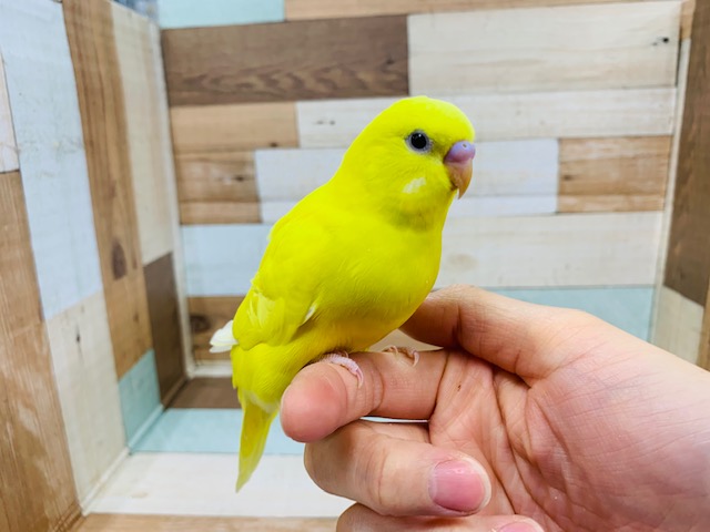 羽根が生えそろい黒目が際立ちます!!セキセイインコ ダブルファクター イエロー