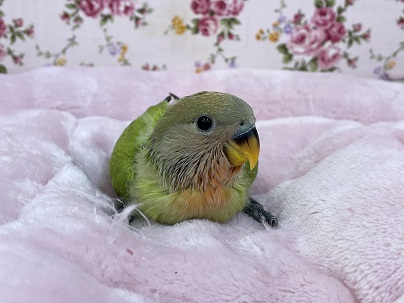 ちょっと明るめです♪　コザクラインコ“オパーリン”のひな　2021.4/22撮影