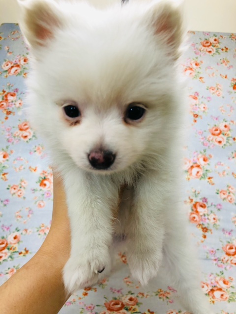 トローンな瞳が魅力的！ポメチワのミックスいるよ！