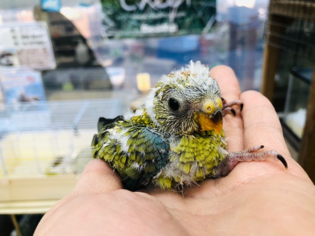 久々だぜっ！！　美声インコ　オパーリン　ヒナ　入舎