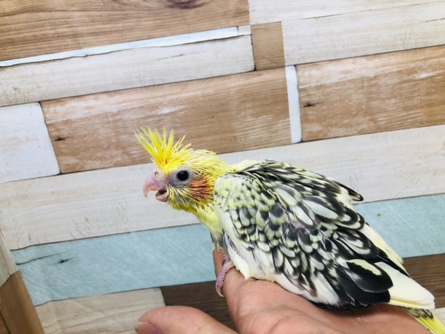 模様が素敵💛　オカメインコ　パールパイド　ヒナ