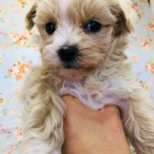 おっとりお顔に胸キュン！マルプーいるよ！