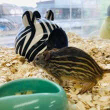 シマシマ～～　ゼブラマウス　2匹入舎！！！