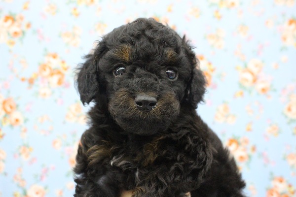 めったに入らない激レアカラー！トイプードル・男の子！