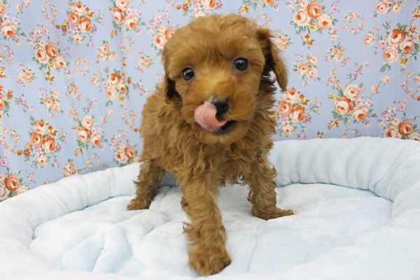 からあげボーイ☆トイプードル・男の子！