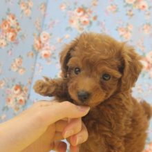 激かわです!!!甘えん坊トイプードルくん♂