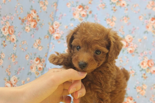 激かわです!!!甘えん坊トイプードルくん♂